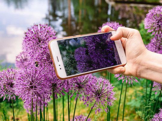 Smartphone vor einer lilafarbenen Pflanze mit Bild am Display.