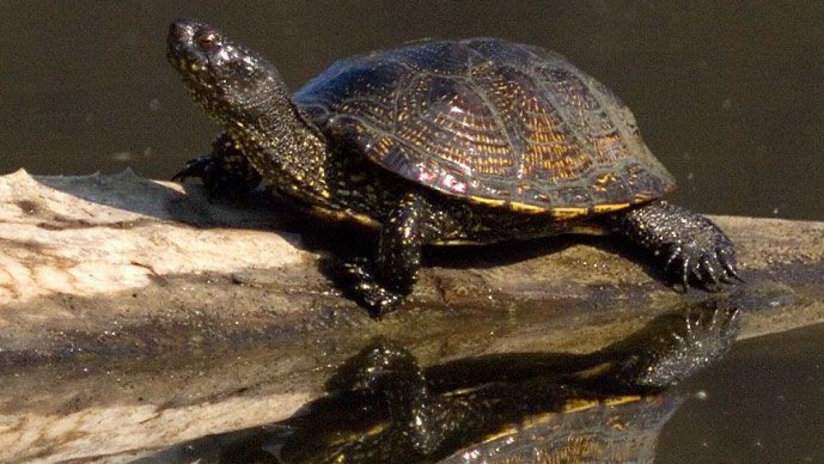Europäische Sumpfschildkröte sitzt auf einem Baumstamm, der in einem Gewässer schwimmt.