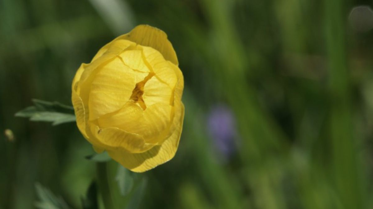 Trollblume