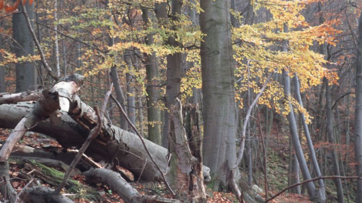 buchenwald_lazarek