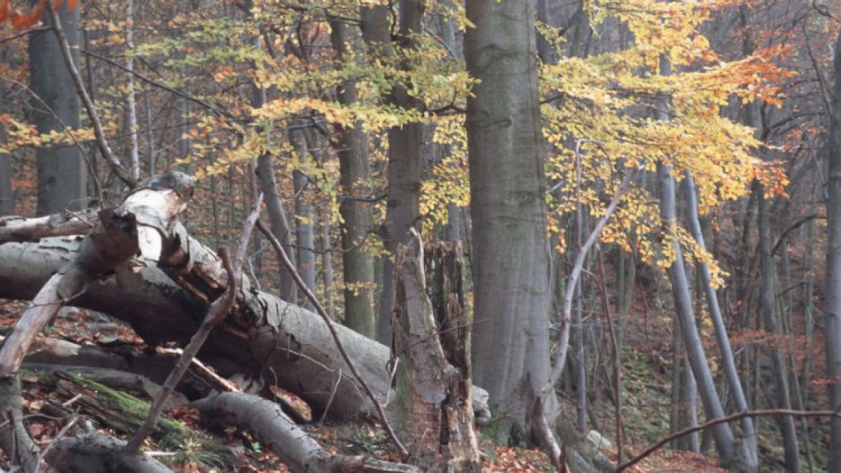 buchenwald_lazarek