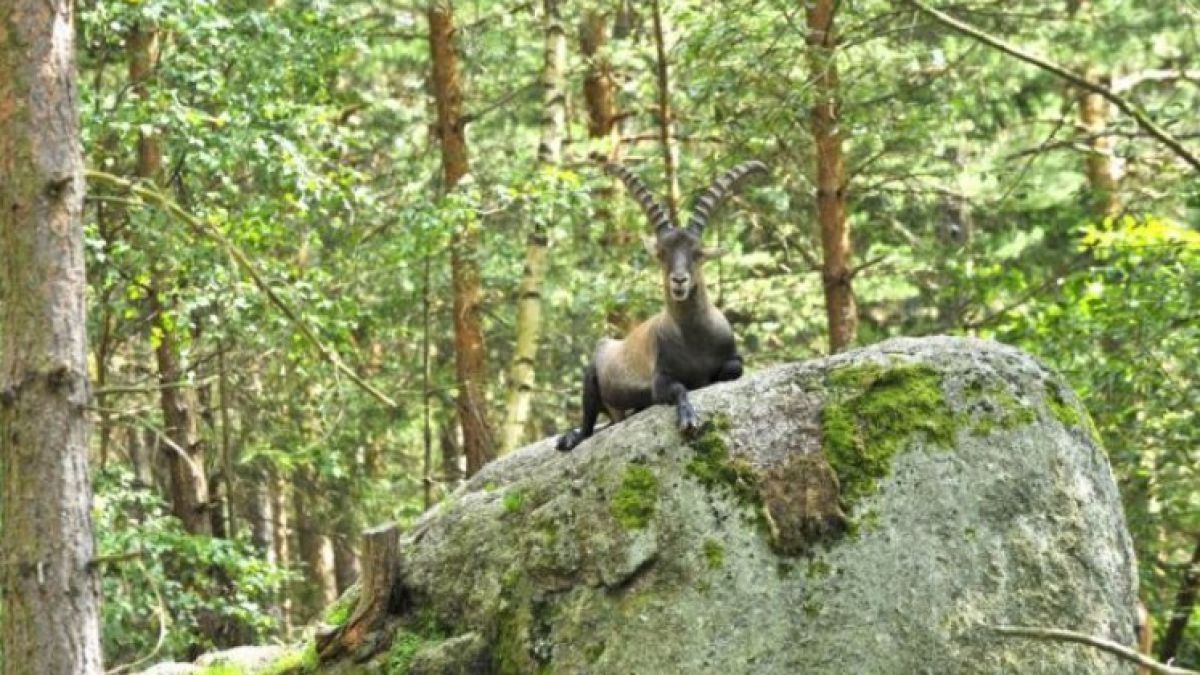 nordwald