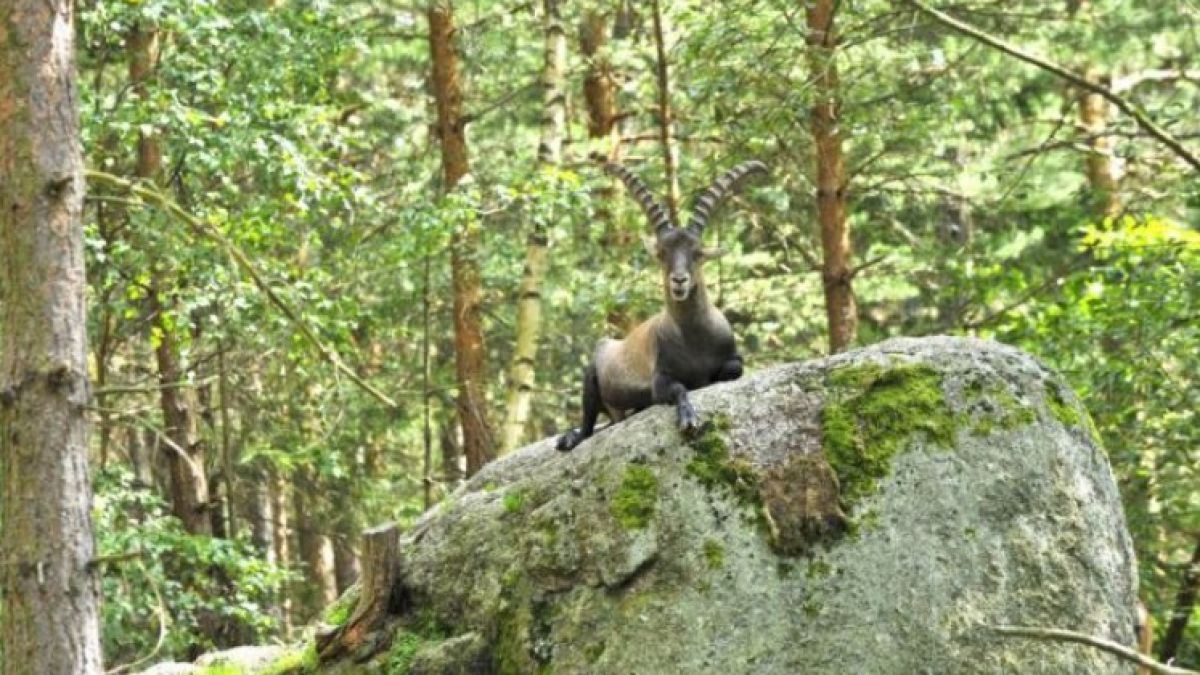 nordwald