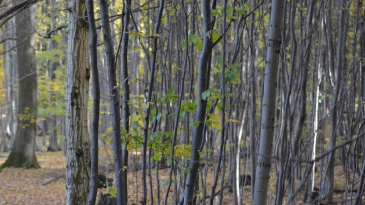 HerbstimWienerwald_Osterkorn