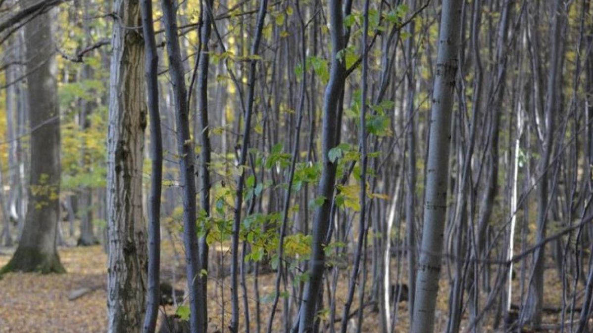 HerbstimWienerwald_Osterkorn