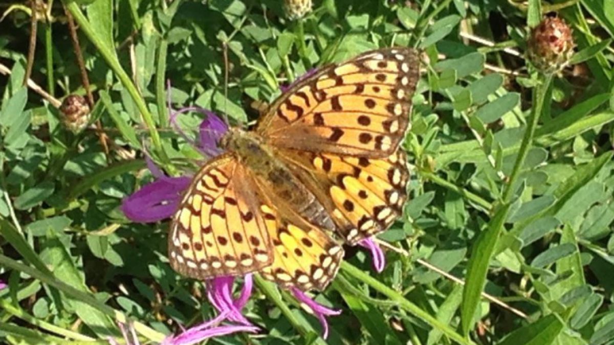 MagerrasenPerlmuttfalter_Schmetterling_Osterkorn.JPG