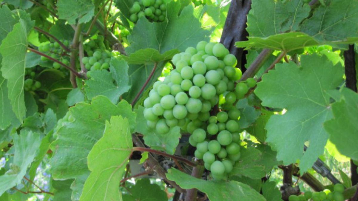 weinreben2