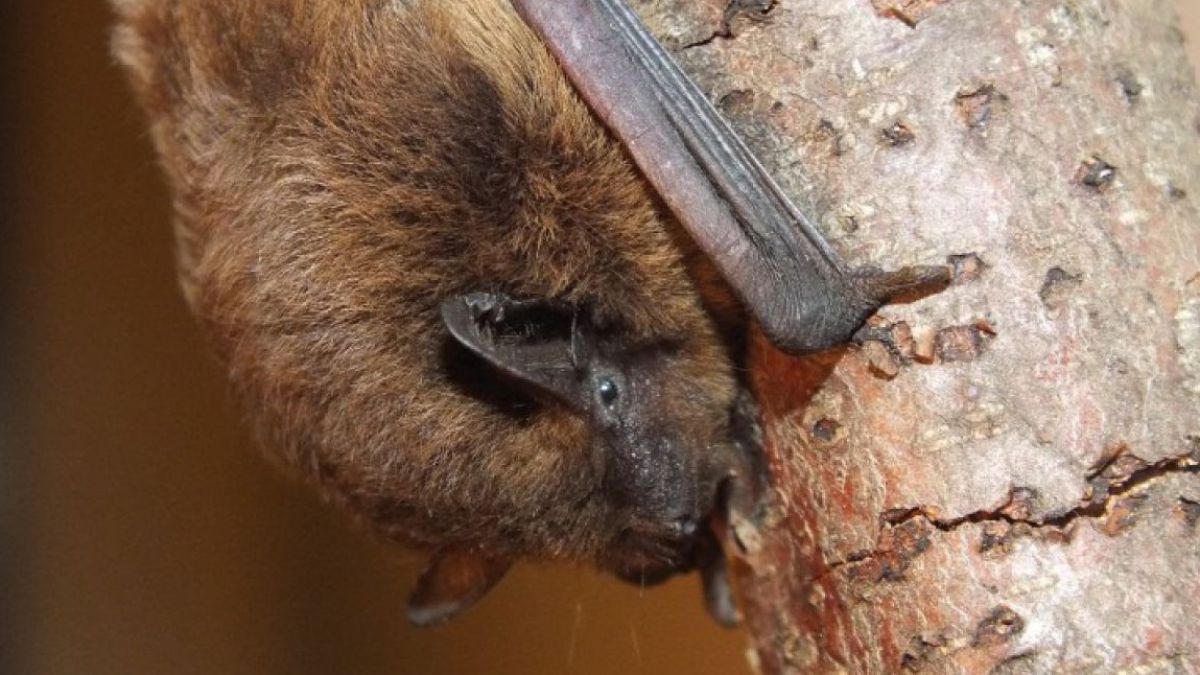 Rauhautfledermaus_KBuerger.JPG