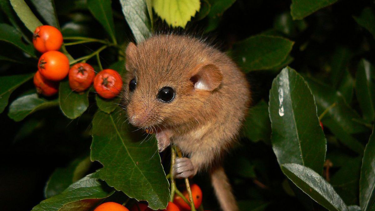 Die Haselmaus wird bis zu 8 cm groß.