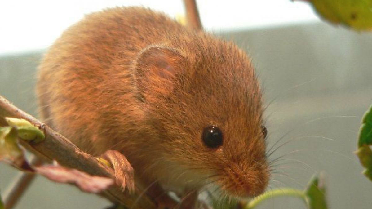 Die Zwergmaus ist das kleinste heimische Nagetier. 