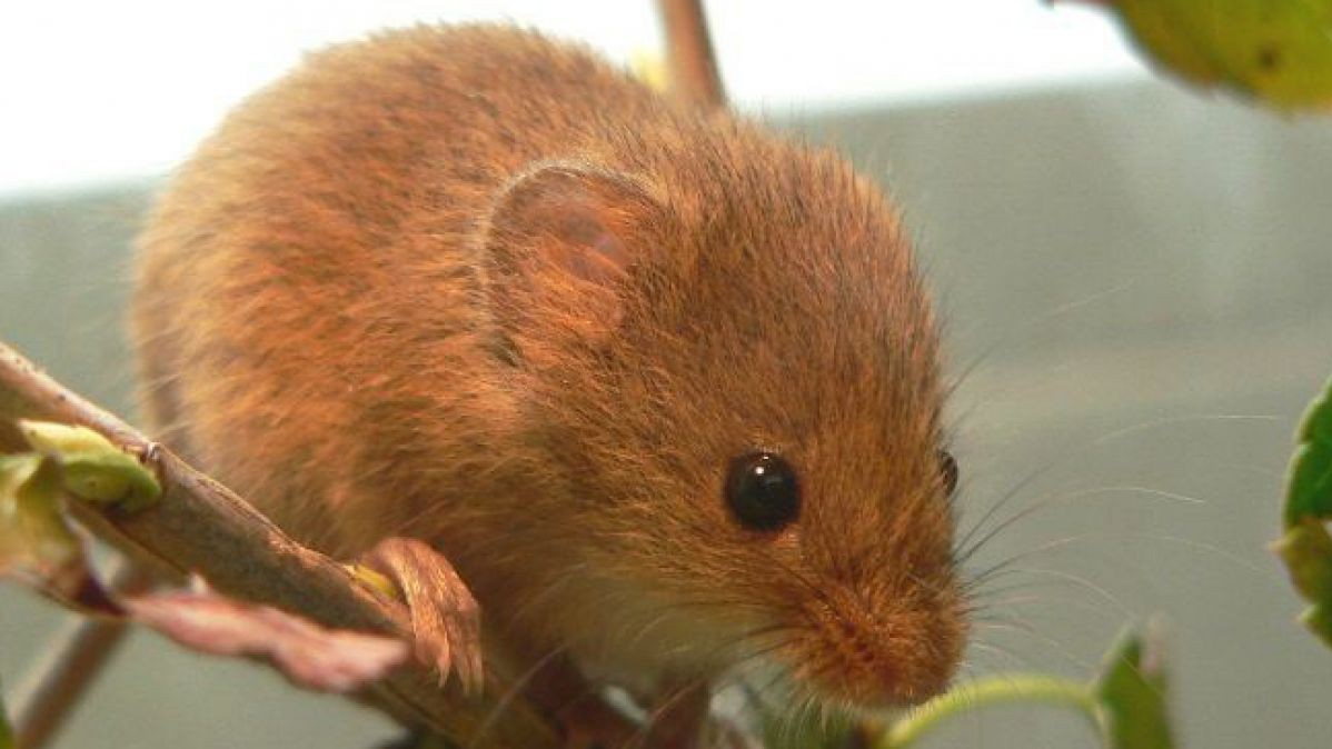 Die Zwergmaus ist das kleinste heimische Nagetier. 