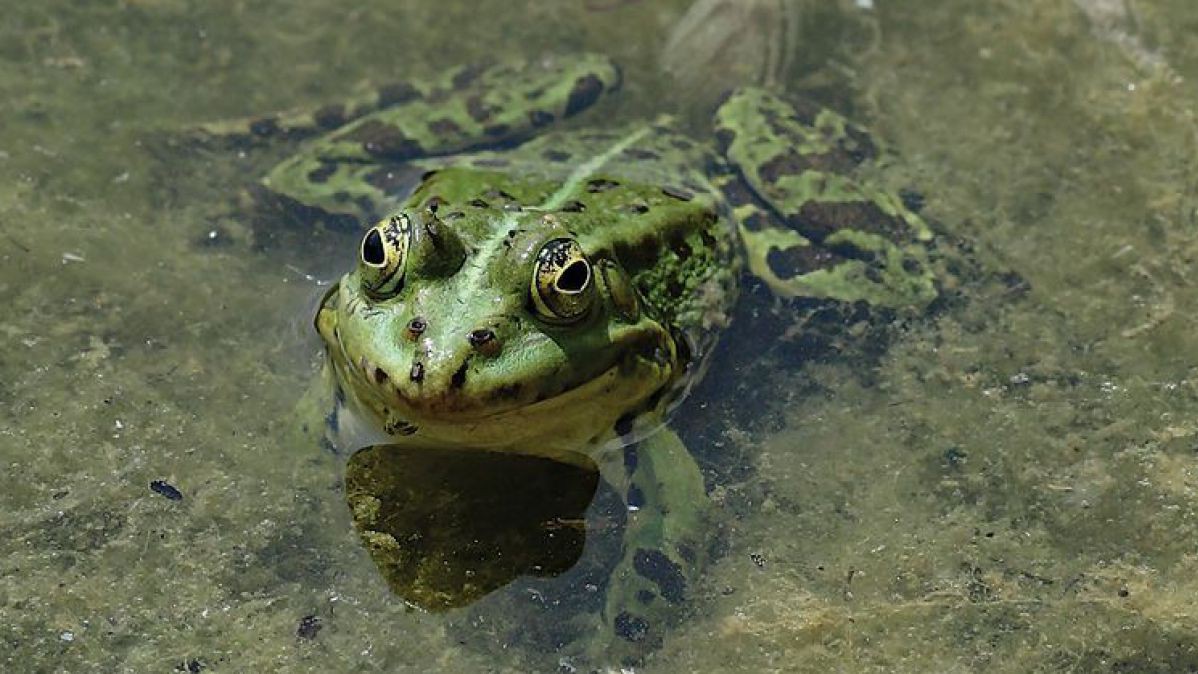Der Seefrosch ist die größte heimische Grünfroschart.