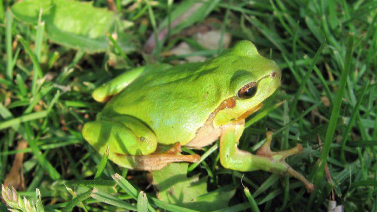 Der Laubbfrosch hat eine auffällig grüne Färbung.