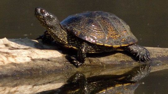 Die Europäische Sumpfschildkröte ist die einzige in Österreich heimische Schildkrötenart.