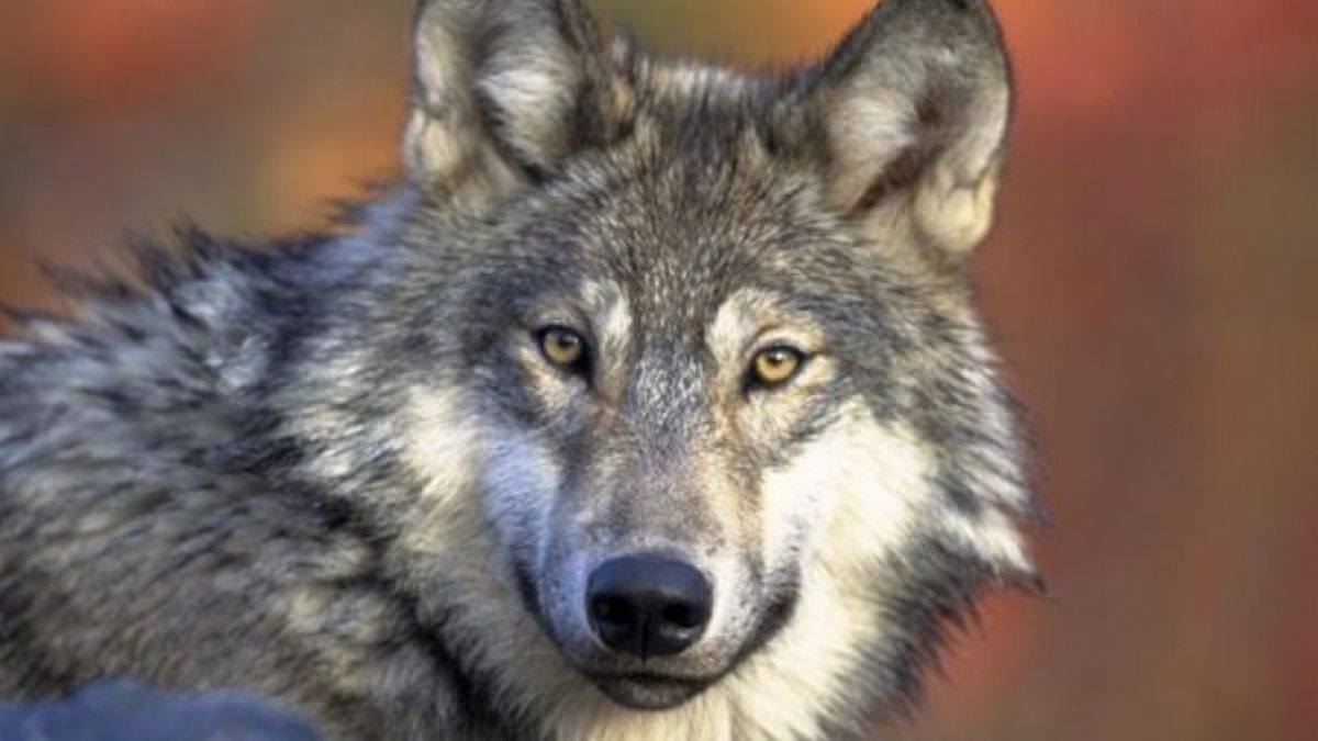 Canis_lupus_laying_m
