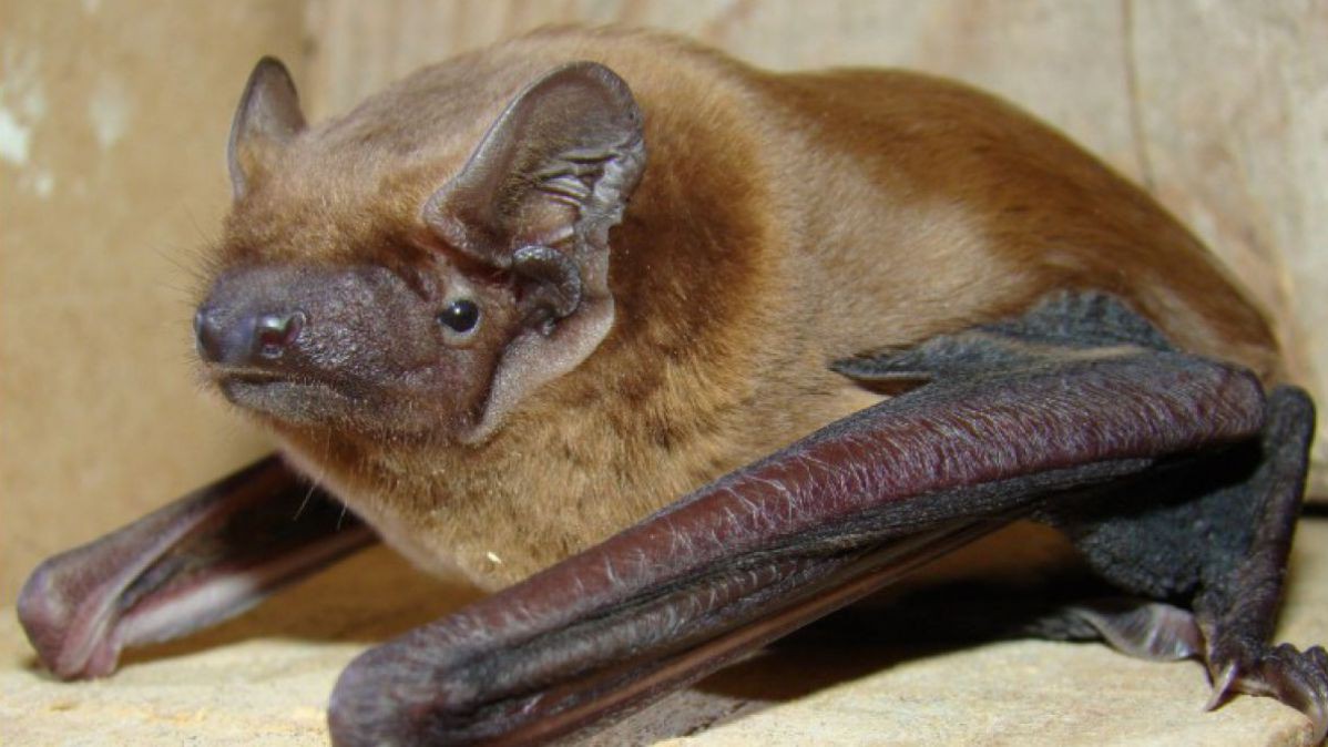 Nyctalus_noctula_Branko_Karapandza.JPG