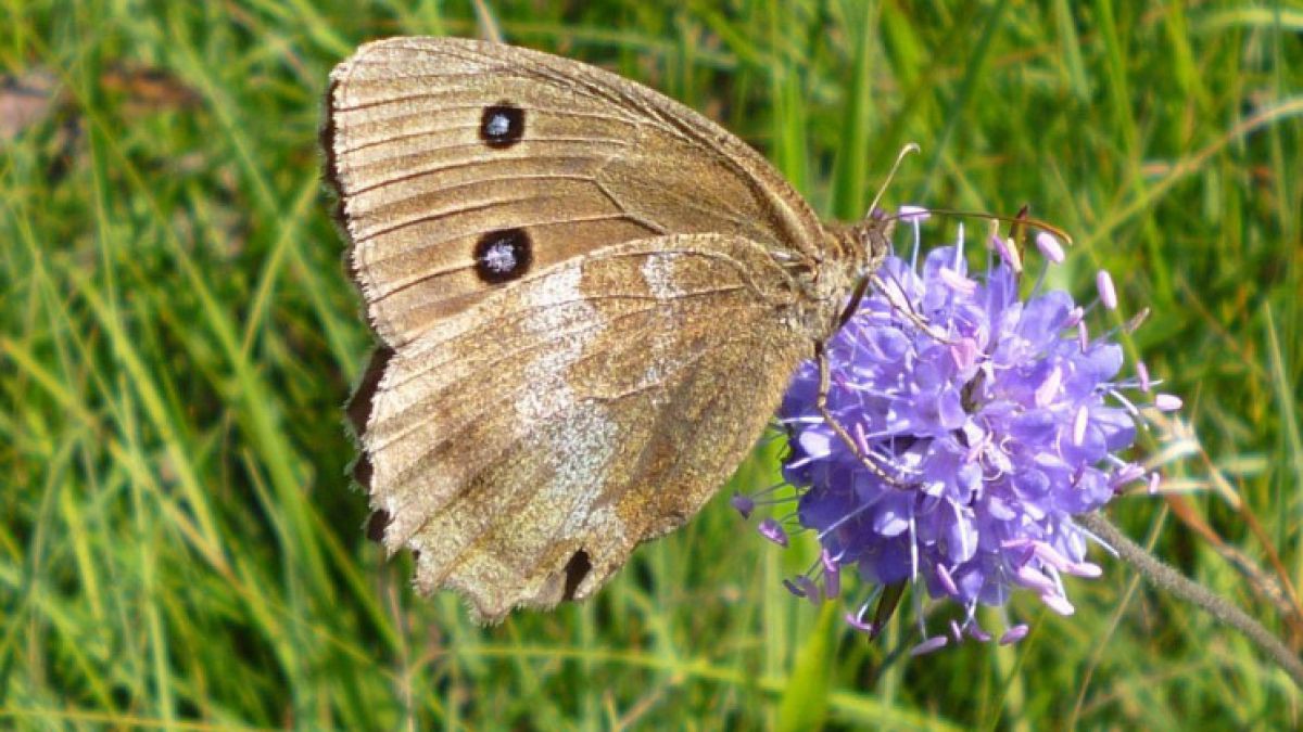 TeufelsabbissmitBlaukernauge_BiancaBurtscher