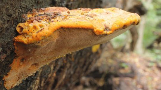 Der Safrangelbe Weichsporling war Pilz des Jahres 2016.