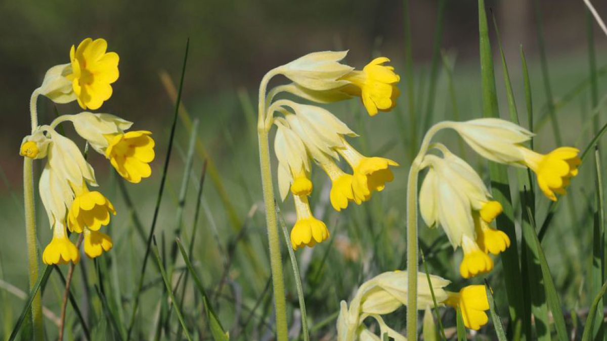 Die Wiesen-Schlüsselbume ist die Blume des Jahres 2016.