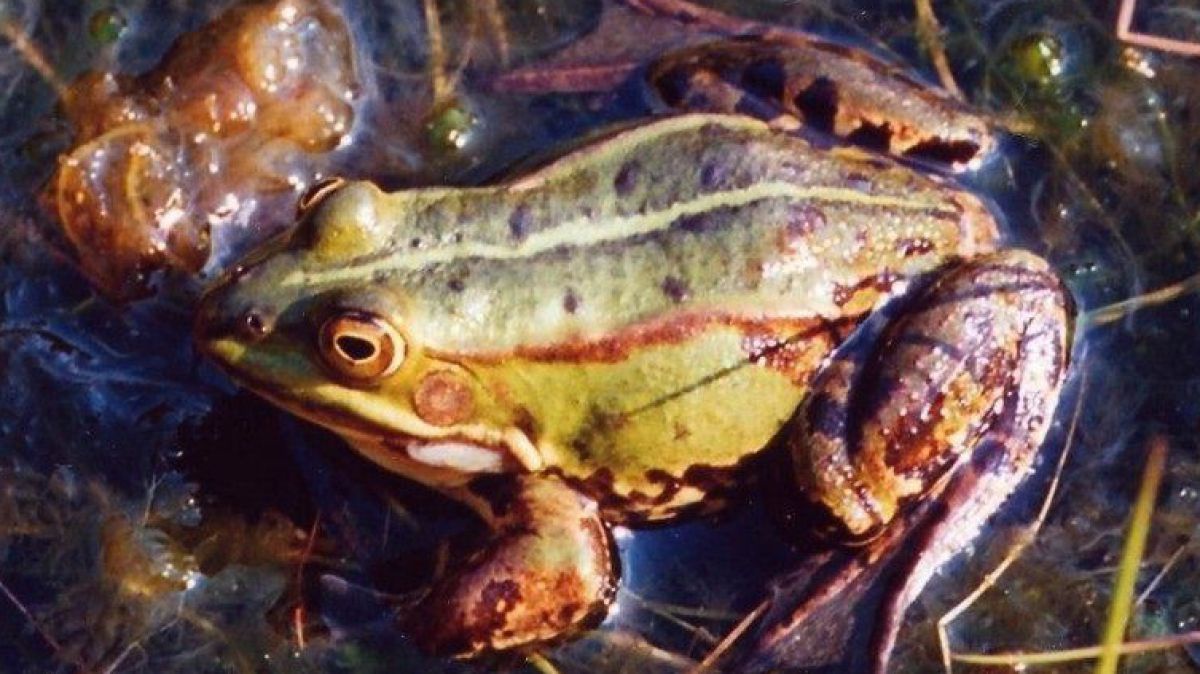 Der kleine Wasserfrosch hat relativ kurze Hinterbeine.