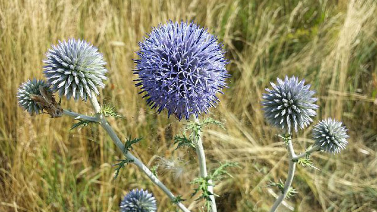 Kugeldistel