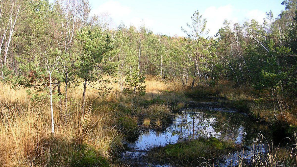 Schremser Hochmoor