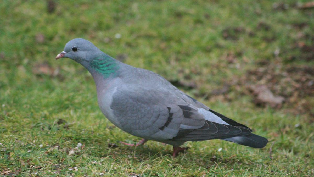 Hohltaube