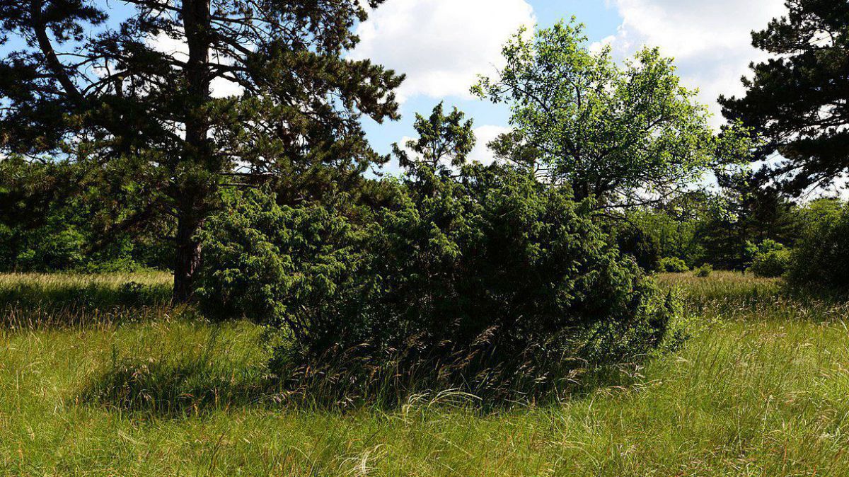 Wacholderheide