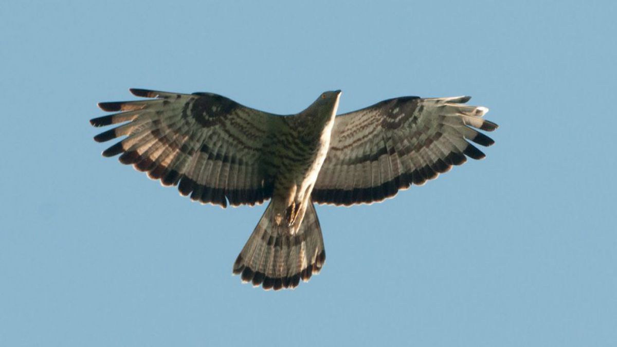Wespenbussard