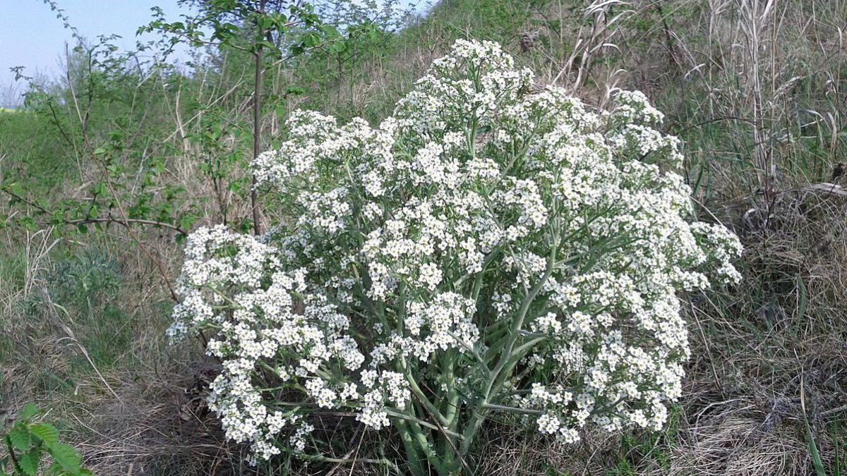 Der Tartarische Meerkohl im Lößtrockenrasen bei Ottenthal