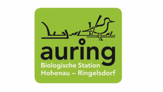 Logo Auring 