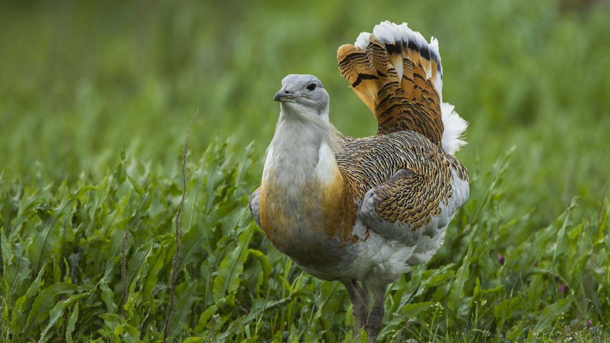 Die Bedeutung der Europaschutzgebiete als Lebensraum für Vögel liegt in den agrarischen Offenflächen mit Feldbrüterbeständen wie z.B. die der Großtrappe.