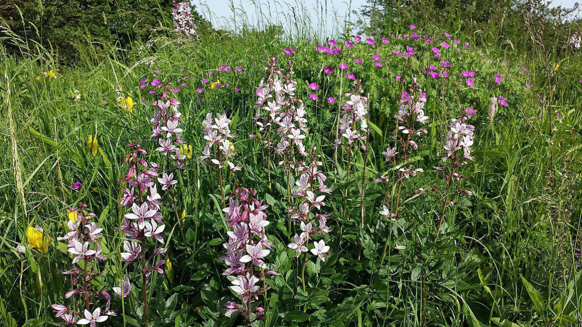 weißer Diptam