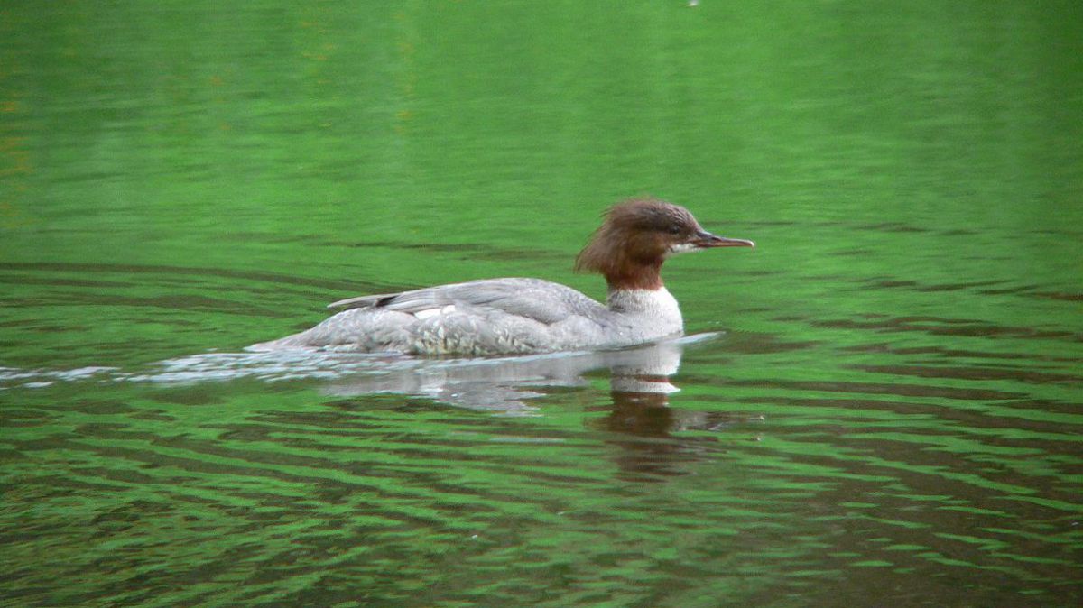 Der Gänsesänger ist ein Highlight im Naturschutzgebiet Grimmsinger Au. 