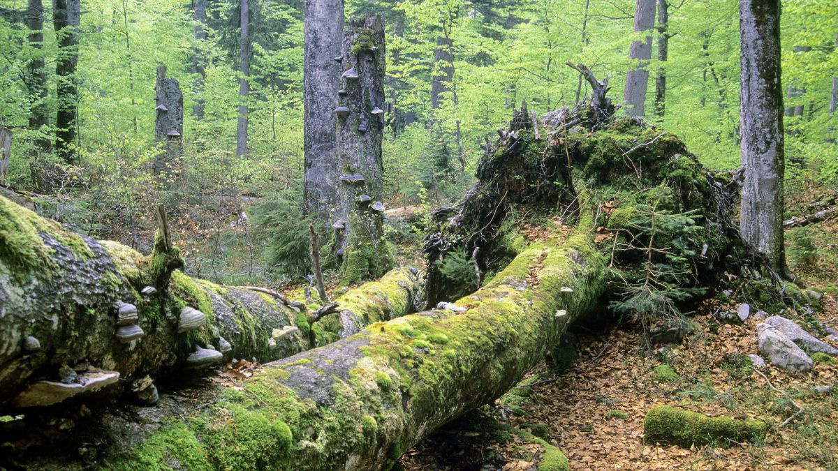Urwald Rothwald