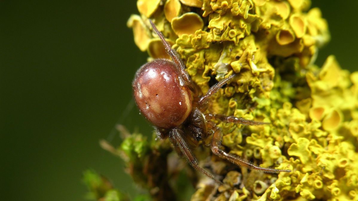 Die Fettspinne wurde zur Spinne des Jahres 2018 gewählt. 