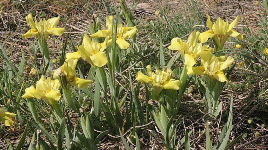 Sand-Schwertlilie (Iris humilis subspezies arenaria)