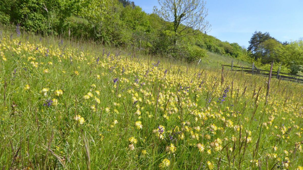 Blühende Wiese am Rindfleischberg