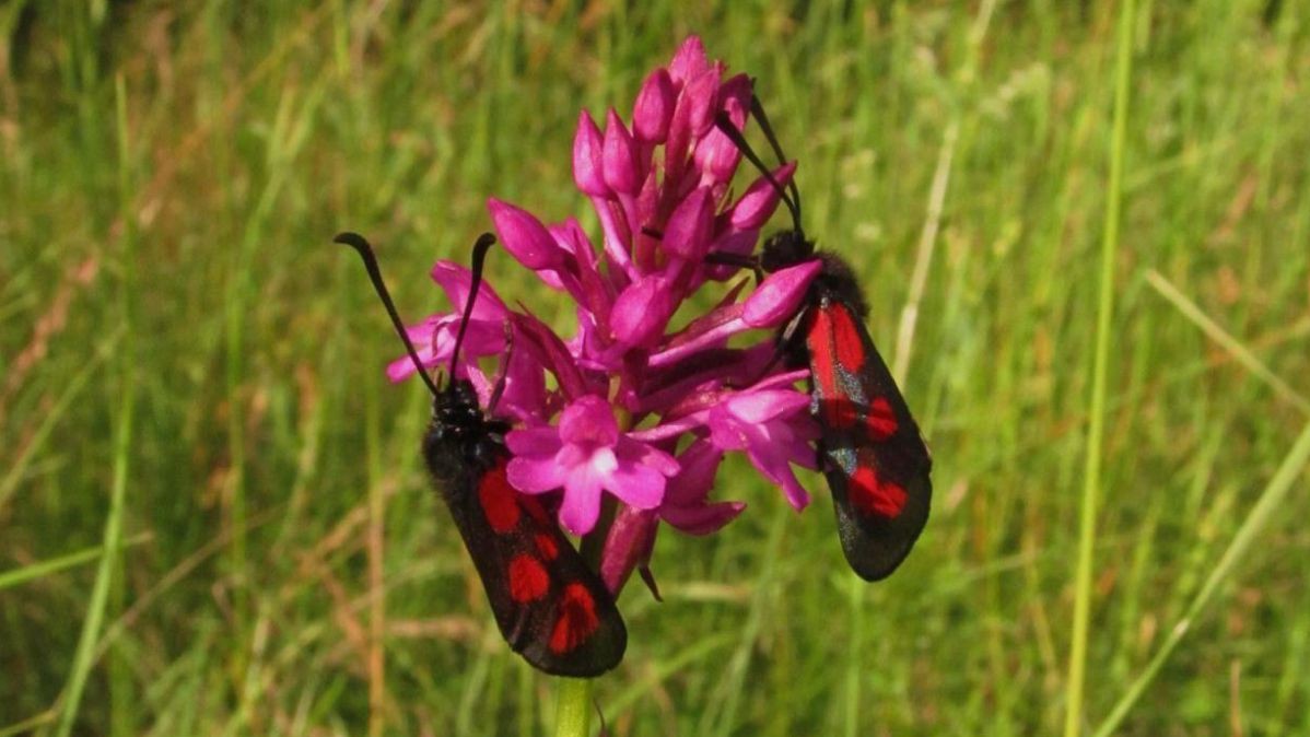 Beifleckwiderchen