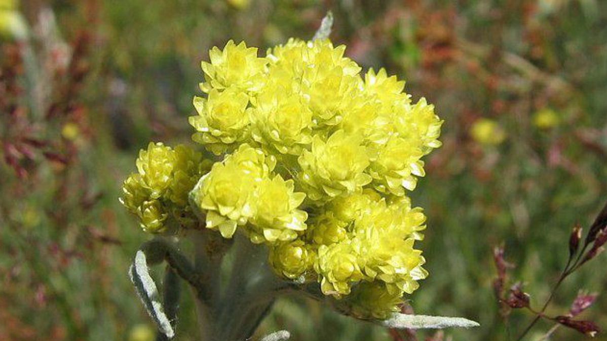 Sand-Strohblume