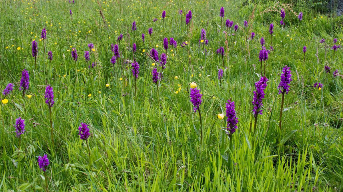 Artenreiche Wiese