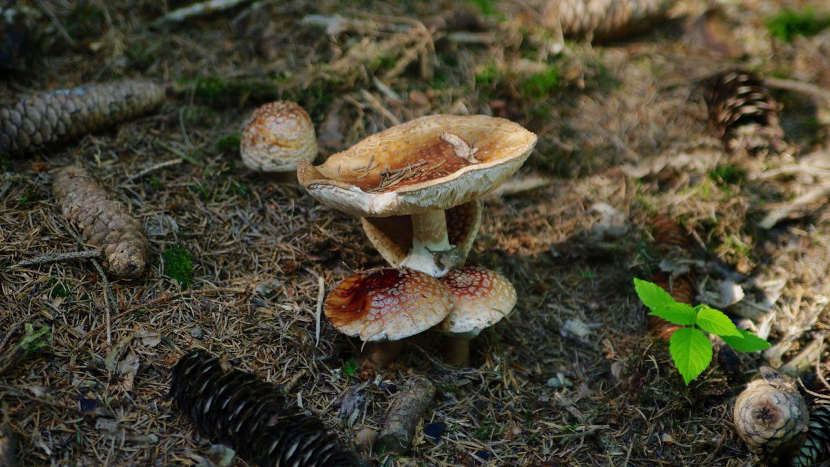 Pilze im Waldviertel