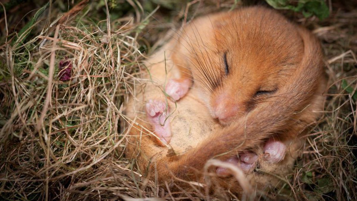 Haselmaus