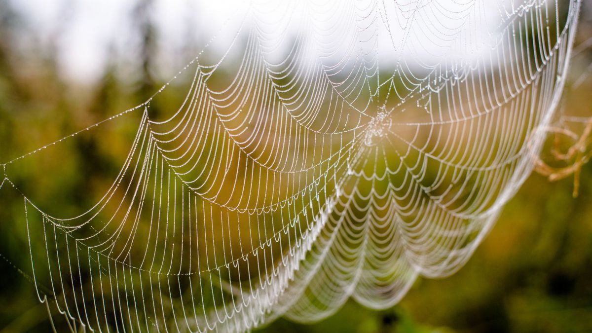 Spinnennetz