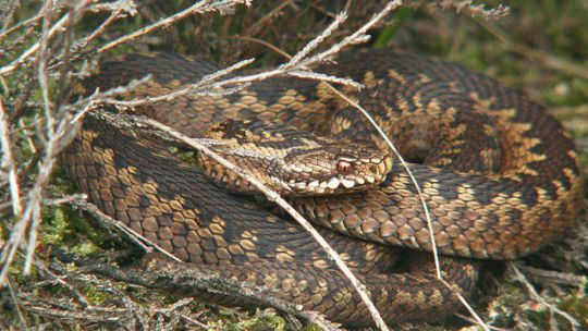 Die Kreuzotter ist die einzige giftige Schlangenart in Österreich. 