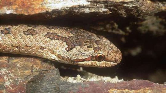 Die Schlingnatter ist das Reptil des Jahres 2013. 