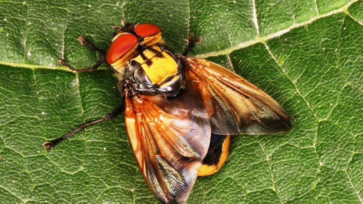 Goldschildfliege