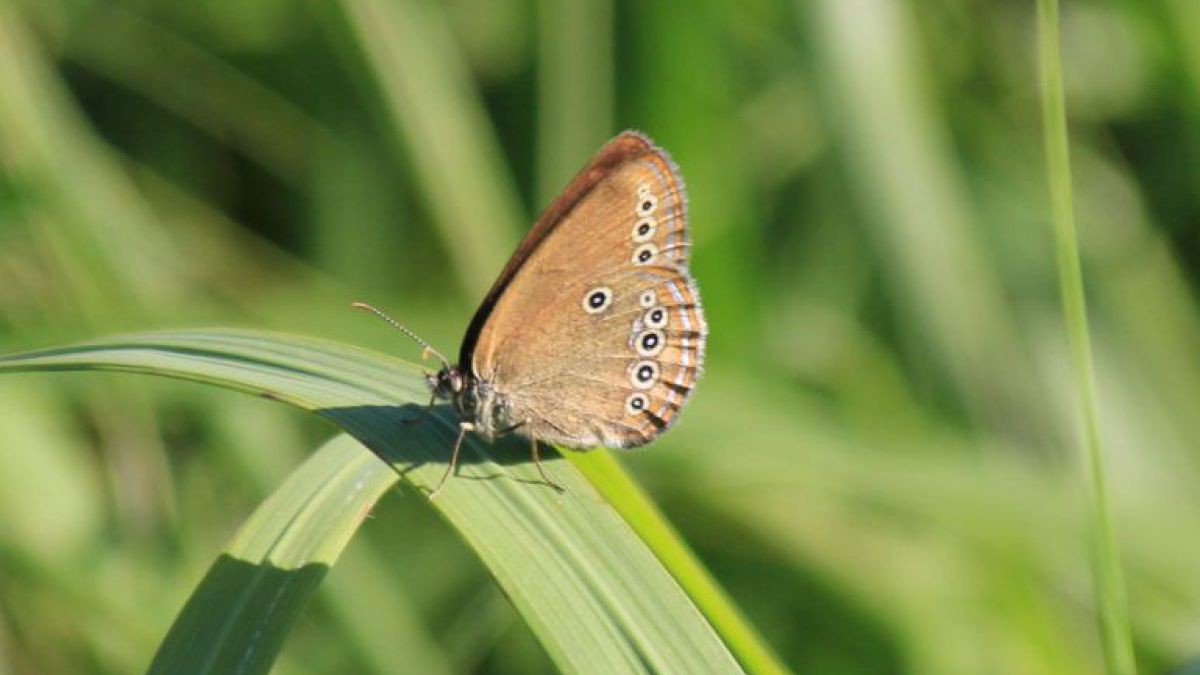 Moor-Wiesenvögelchen (Coenonympha oedippus)