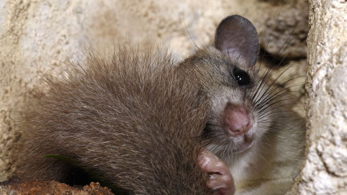 Winterschlaf, Winterruhe oder Kältestarre. Viele Tiere schützen sich im Winter vor den fallenden Temperaturen.