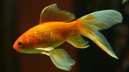 Goldfische ist eine ist ein invasiver Neozoa, die heimische Lebensräume und Arten gefährden kann. 